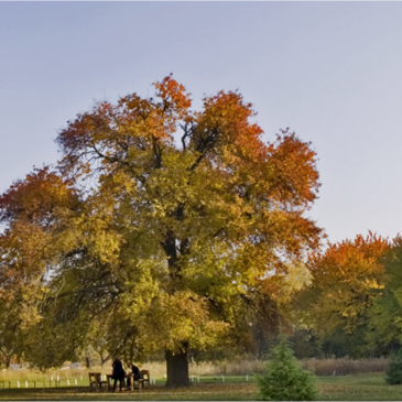 J’aime les arbres